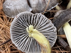 Mycena griseoviridis