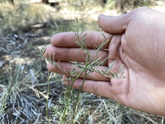 Astragalus schmolliae