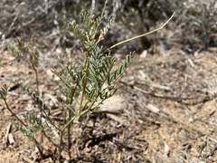 Astragalus schmolliae