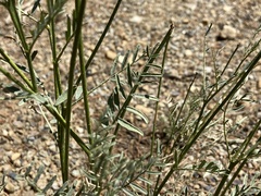 Astragalus schmolliae