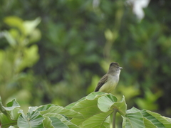 Myiarchus