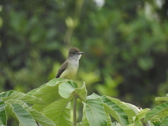 Myiarchus