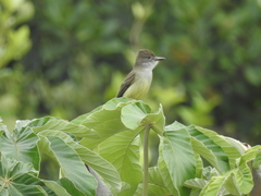 Myiarchus