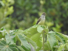 Myiarchus