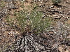 Astragalus schmolliae