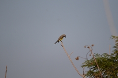 Tyrannus melancholicus