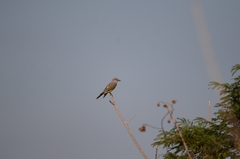 Tyrannus melancholicus