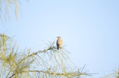 Tyrannus melancholicus