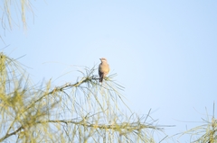 Tyrannus melancholicus