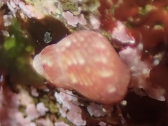 Eulithidium pulloides