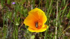 Rhagiini