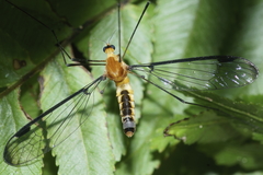 Aurotipula clara