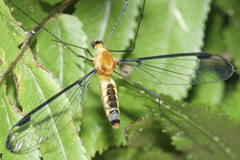 Aurotipula clara