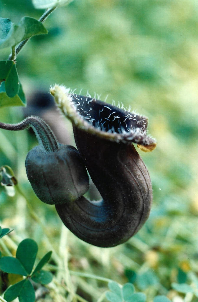 Aristolochia cretica
