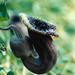 Aristolochia cretica - Photo 由 harrylurling 所上傳的 (c) harrylurling，保留部份權利CC BY-NC