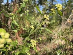 Bombus impatiens image