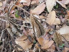 Veronicastrum sibiricum