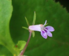 Lobelia heyneana