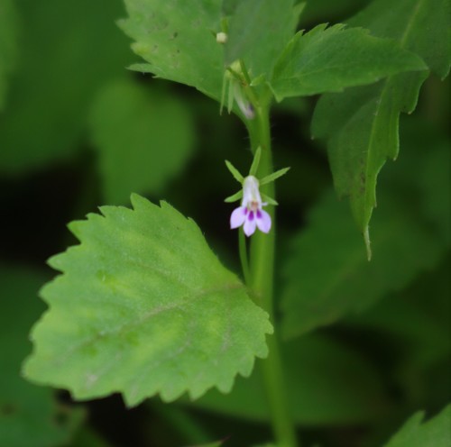 Lobelia heyneana observed 2021-09-15