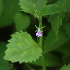Lobelia heyneana