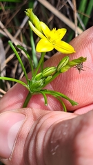 Tricoryne simplex