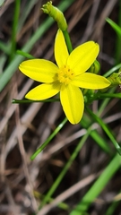 Tricoryne simplex