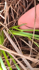 Tricoryne simplex