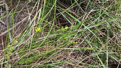 Tricoryne simplex
