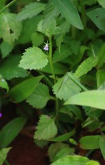 Lobelia heyneana