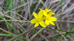 Tricoryne simplex
