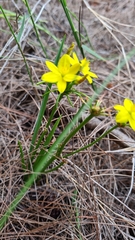 Tricoryne simplex