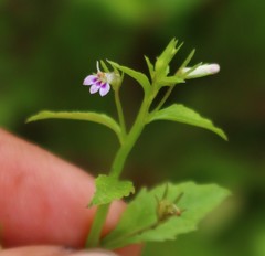 Lobelia heyneana