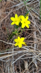 Tricoryne simplex