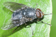 Calliphoroides antennatis