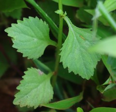 Lobelia heyneana