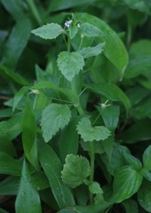 Lobelia heyneana