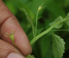 Lobelia heyneana