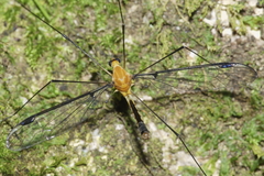 Aurotipula clara