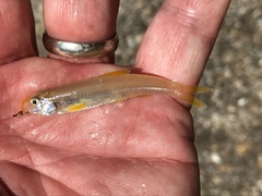 Notropis longirostris