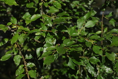 Salix jenisseensis