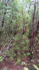 Dracophyllum elegantissimum