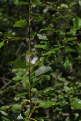 Salix jenisseensis