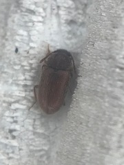 Cryptophagus setulosus