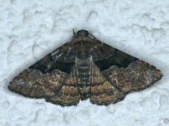 Aporoctena