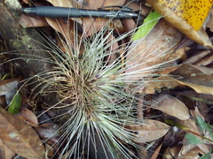 Tillandsia filifolia
