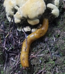 Ariolimax dolichophallus