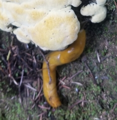 Ariolimax dolichophallus