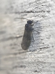 Peripsocus