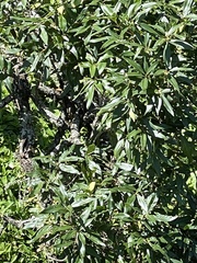 Nestegis cunninghamii