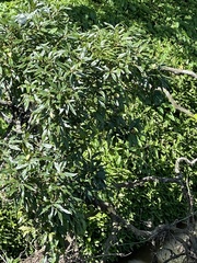 Nestegis cunninghamii